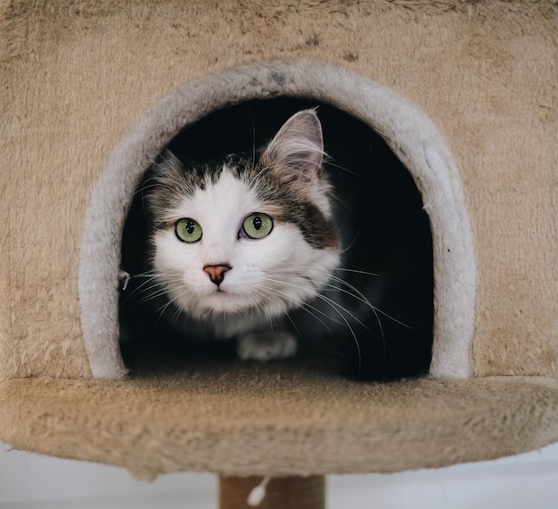 クラッチングポールでリラックスしている猫の肖像画