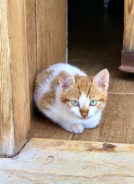 Portrait of cat relaxing on wooden entrance