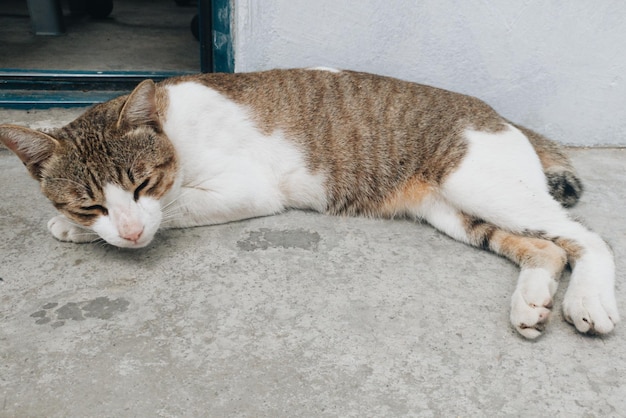 Portrait of cat relaxing