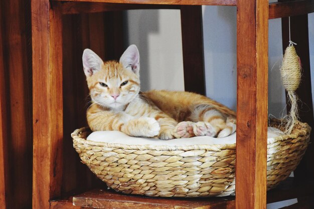 Photo portrait of cat resting in basket