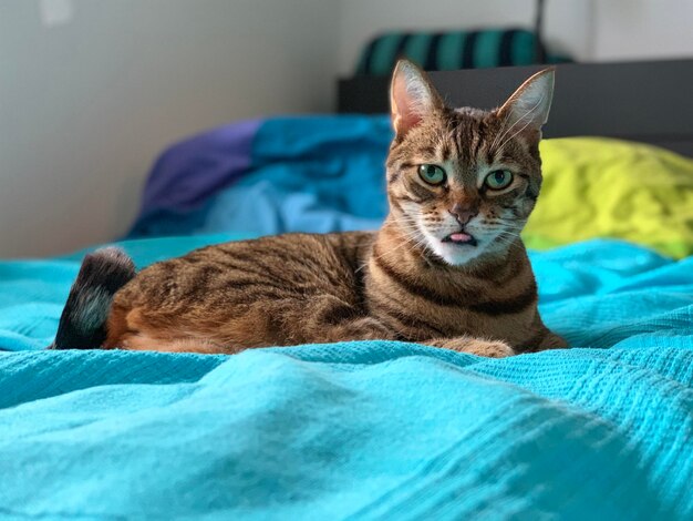 Portrait of cat resting on bed