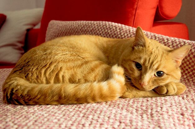 Portrait of cat resting on bed