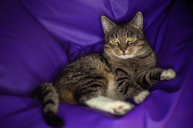 Portrait of a cat resting on bed