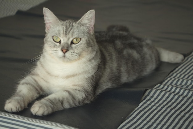 Photo portrait of cat resting on bed