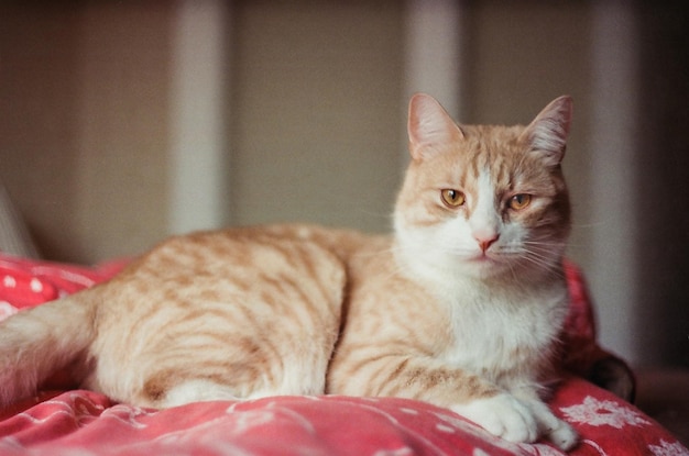 portrait of cat resting on blanket