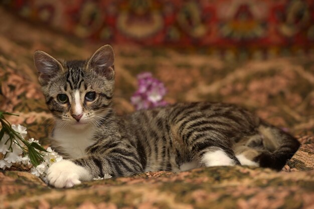 Photo portrait of a cat resting on field