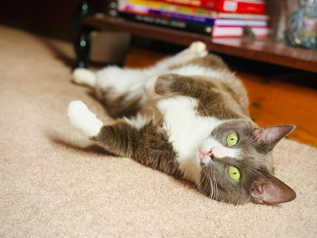 Portrait of cat resting on floor at home