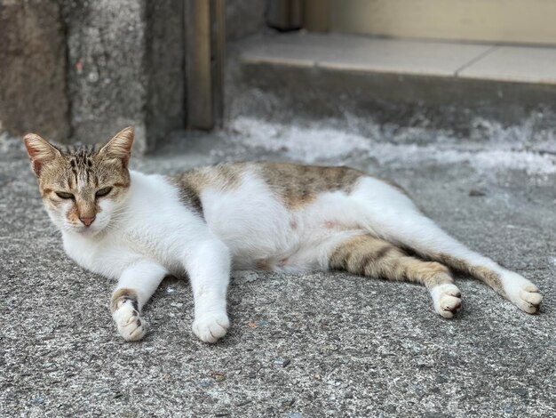 Portrait of cat resting on floor