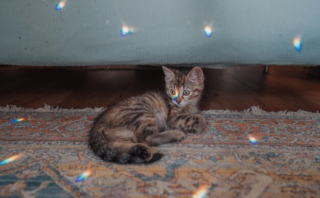 Portrait of cat resting on floor