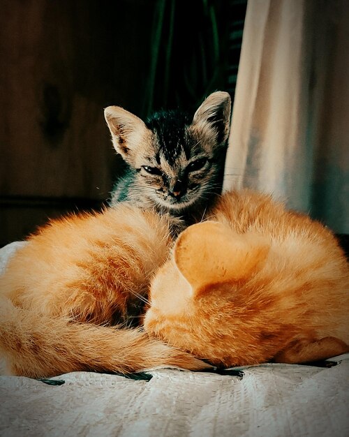 Portrait of cat resting at home