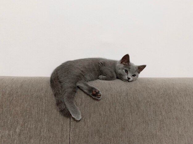 Photo portrait of cat resting on sofa