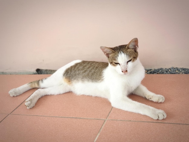 Foto ritratto di un gatto che riposa sul pavimento piastrellato