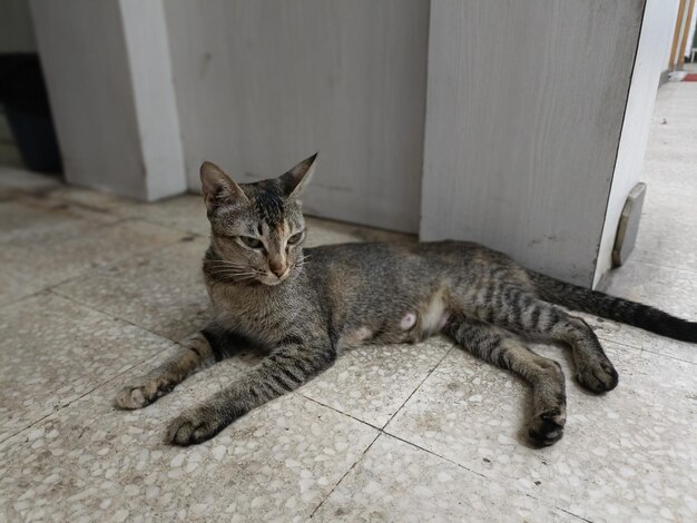 Portrait of cat resting on tiled floor