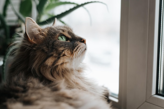 Ritratto di gatto che riposa sul davanzale e guarda fuori dalla finestra, all'interno. primo piano del muso dell'animale domestico peloso dagli occhi verdi.