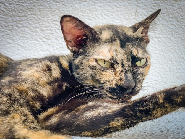 Photo portrait of a cat resting