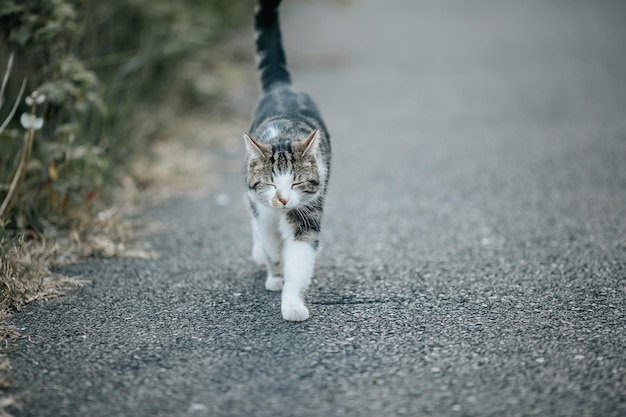 Photo portrait of cat on road in city