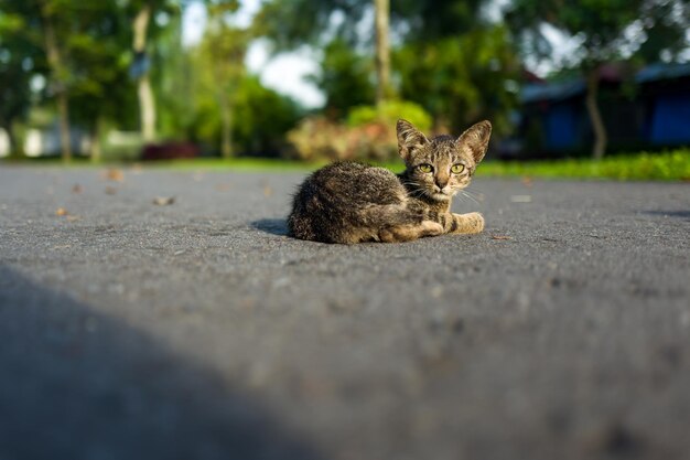 Photo portrait of cat on road