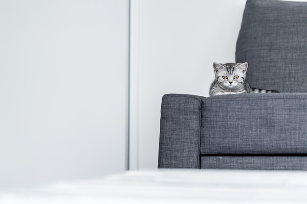 Foto ritratto di un gatto seduto contro il muro a casa