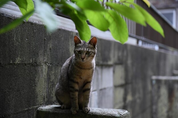 壁に向かって座っている猫の肖像画