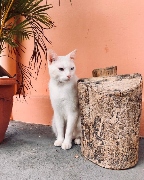 Portrait of cat sitting against wall