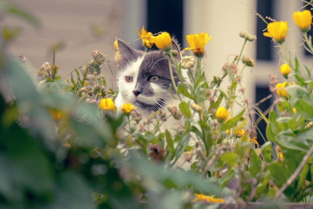 植物の中に座っている猫の肖像画