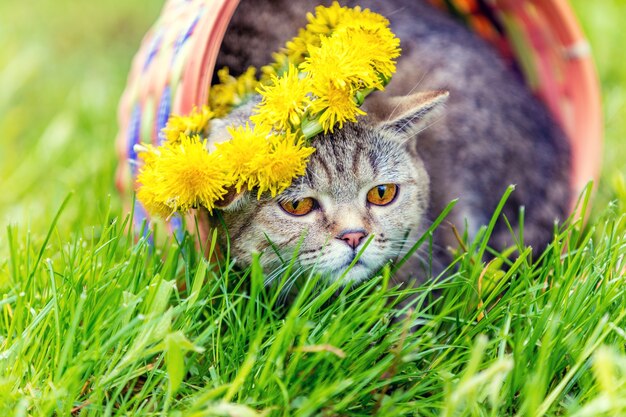 Portrait of a cat, sitting in a basket on the grass, crowned with dandelion chaplet in summer