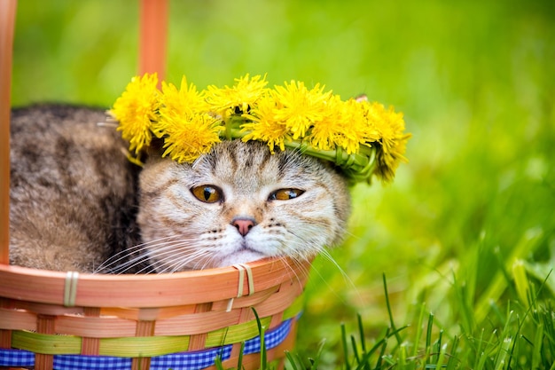 Portrait of the cat sitting in a basket on the grass crowned with dandelion chaplet Summertime