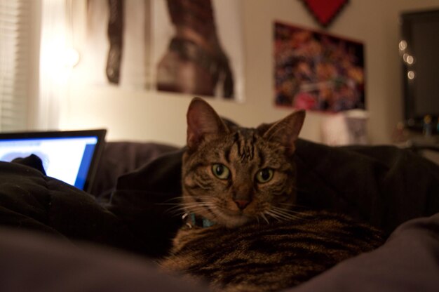 Portrait of cat sitting on bed at home