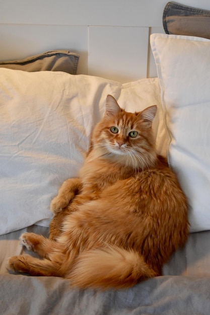 portrait of cat sitting on bed at home