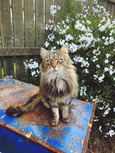 Photo portrait of cat sitting on box in garden