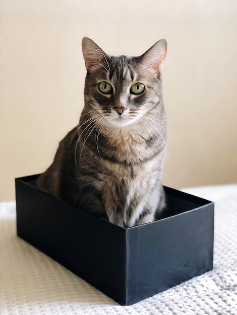 Photo portrait of cat sitting on box