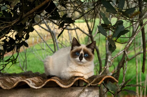 Portrait of cat sitting on branch