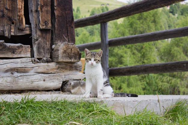 Portrait of cat sitting by log cabin