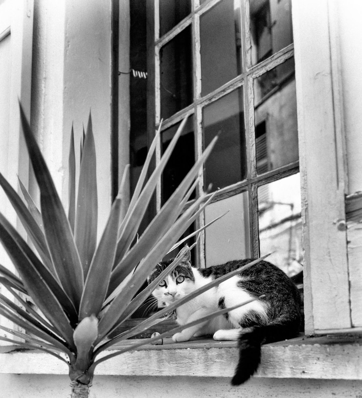 Photo 窓際の植物のそばに座っている猫の肖像画