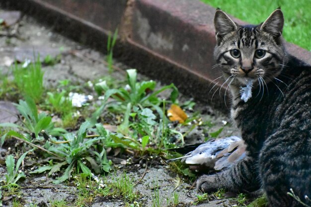 Portrait of cat sitting by plants