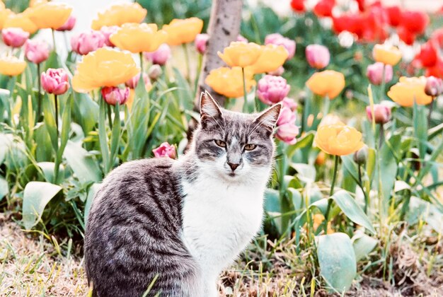 チューリップ畑のそばに座っている猫の肖像画