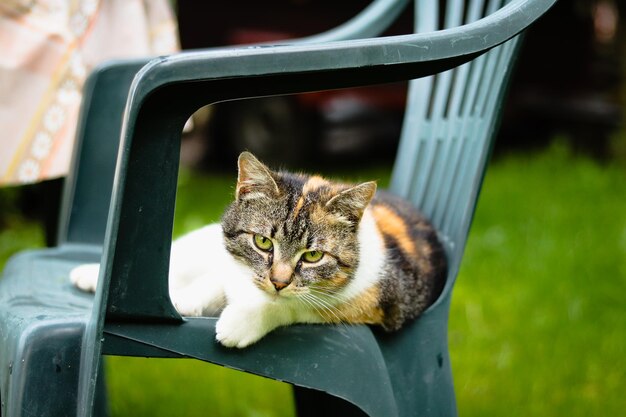 Foto ritratto di un gatto seduto su una sedia