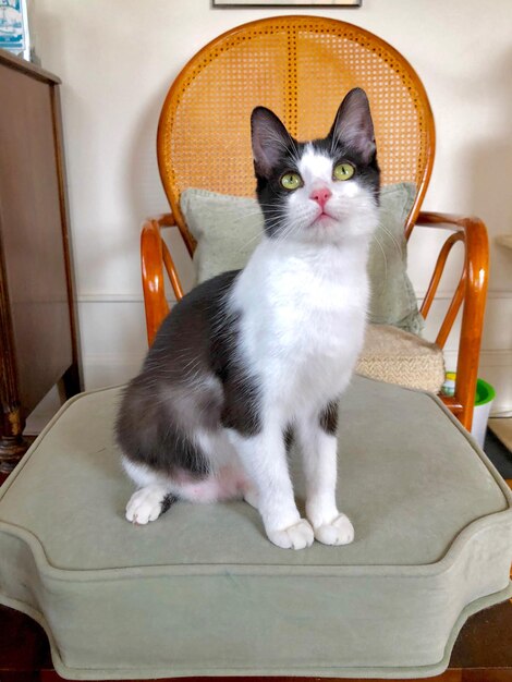 Photo portrait of cat sitting on chair