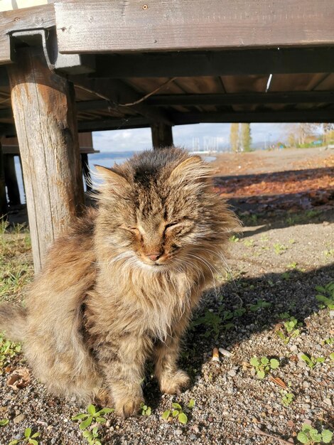 Portrait of cat sitting on field