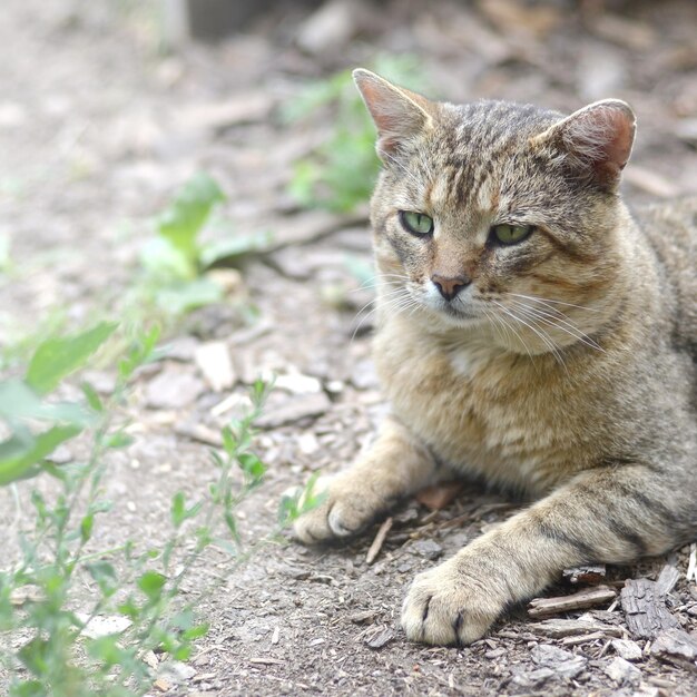 Portrait of a cat sitting on field