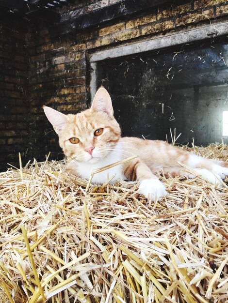 Photo portrait of cat sitting on floor by plants