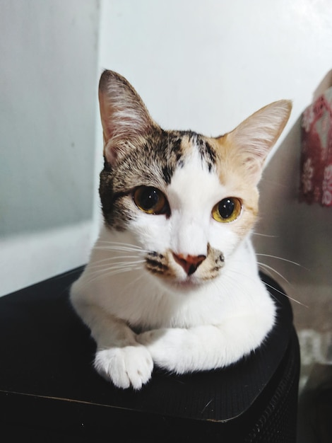 Портрет кошки, сидящей на полу дома
