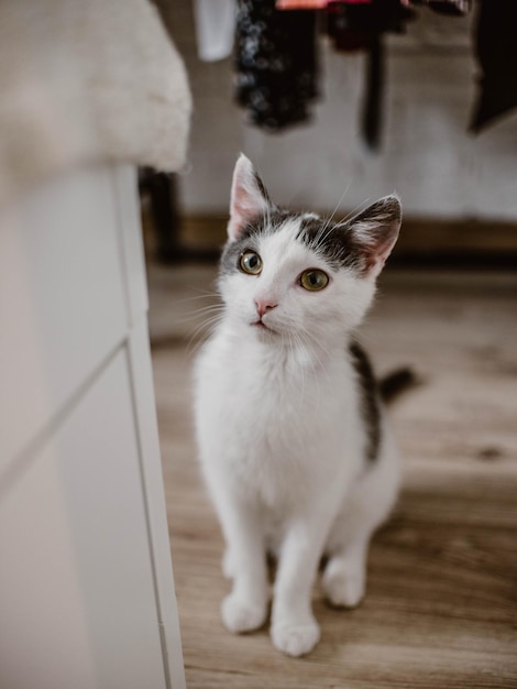 Foto ritratto di un gatto seduto a casa sul pavimento