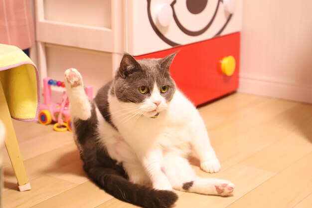 Portrait of cat sitting on floor at home