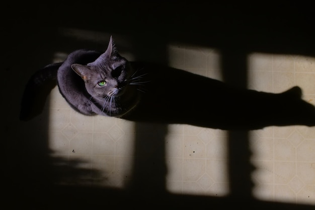 Photo portrait of cat sitting on floor looking up