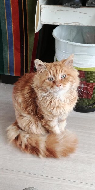 Photo portrait of cat sitting on floor