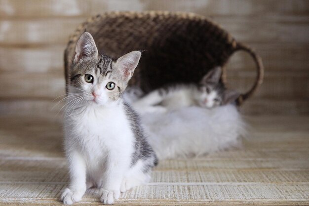 Foto ritratto di un gatto seduto sul pavimento