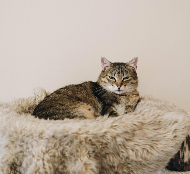 Photo portrait of cat sitting on floor