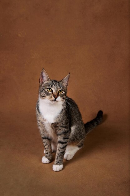 Photo portrait of cat sitting on floor