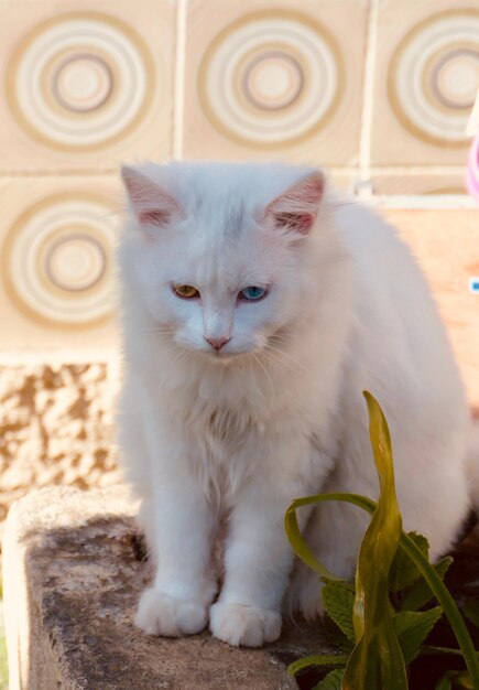 Photo portrait of cat sitting on floor